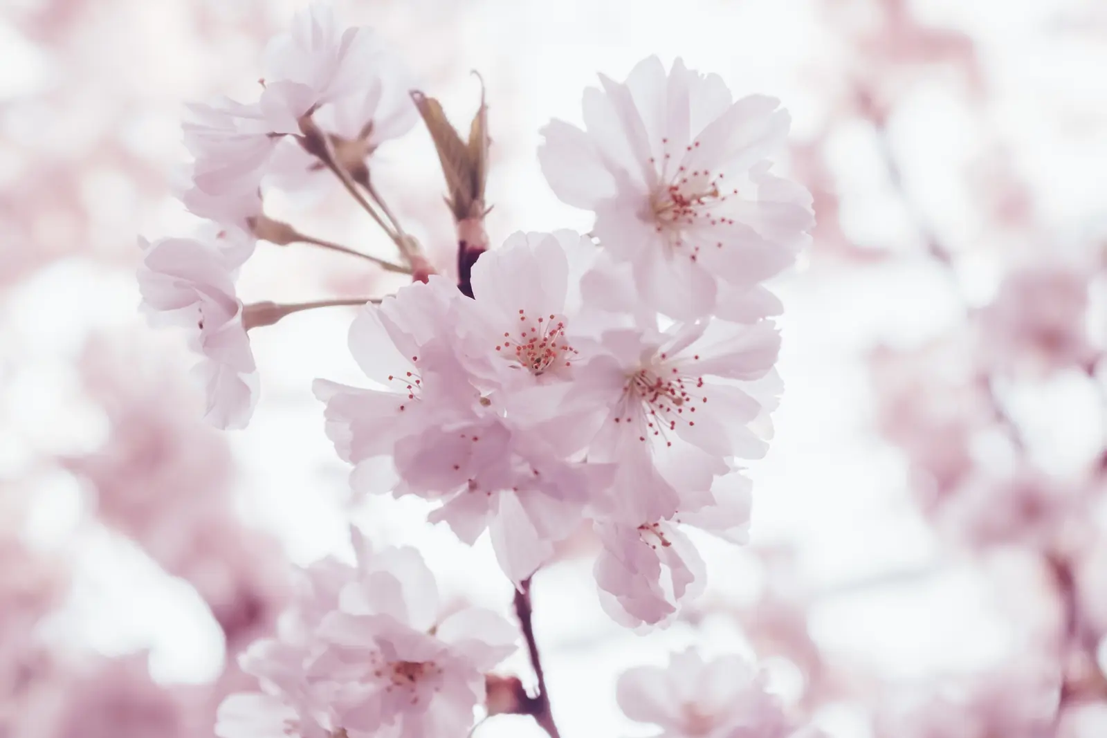 Pale pink cherry blossom