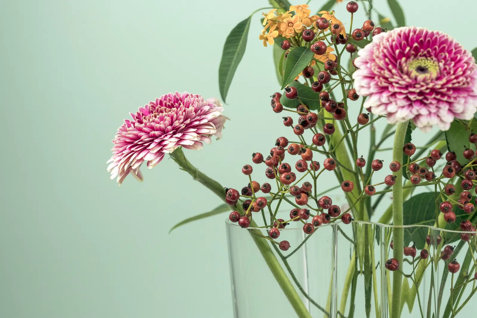 Pink gerberas and berries in a glass vase against a sage wall